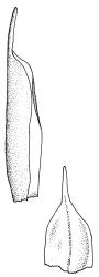 Kiaeria spenceri, perichaetial leaves. Drawn from G.O.K. Sainsbury 5434, CHR 535054.
 Image: R.C. Wagstaff © Landcare Research 2018 